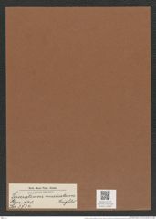 Triceratium muricatum Brightw. (de-Toni-Nr.: Genus 140, Species 3734) Zeichnungen Sammlung Grunow Mappe 03839 (Herbarium_W_Grunow_drawings_Folder_03839)
